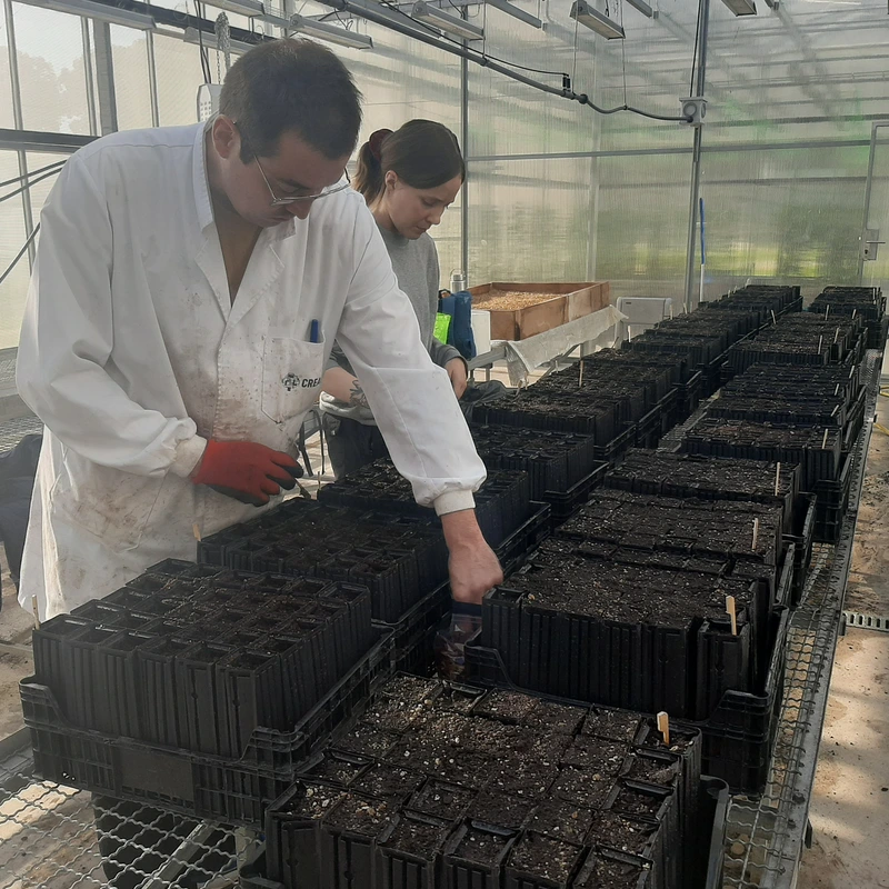 MITICFOR sowing